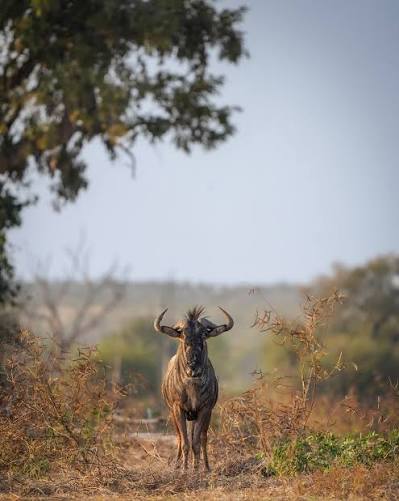 Gonarezhou National Park