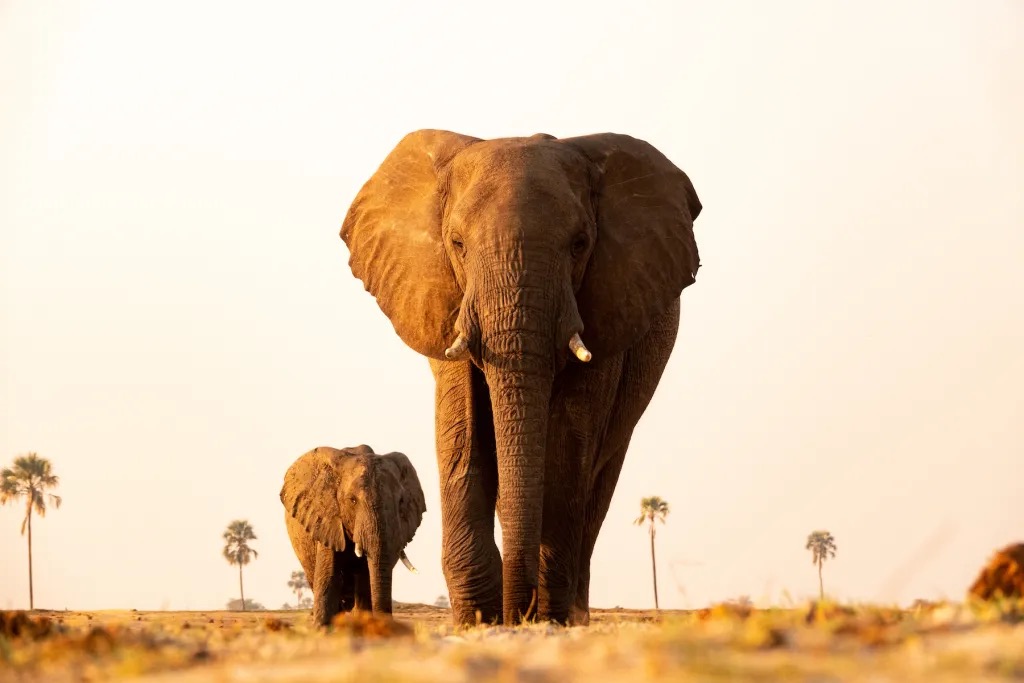 Hwange National Park