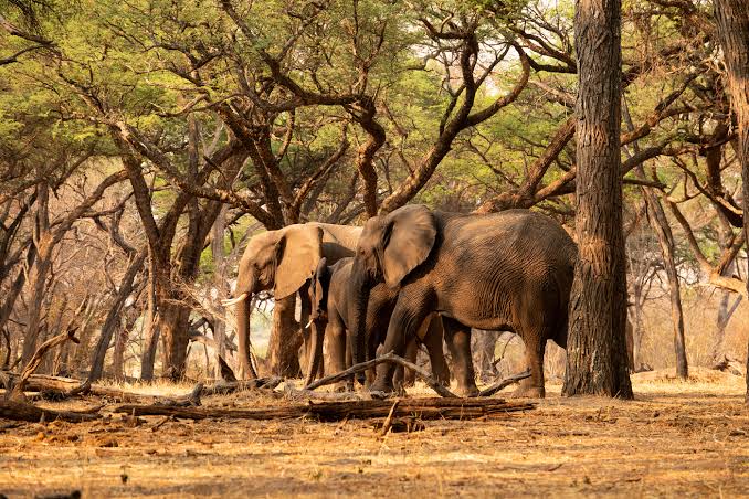 Hwange National Park