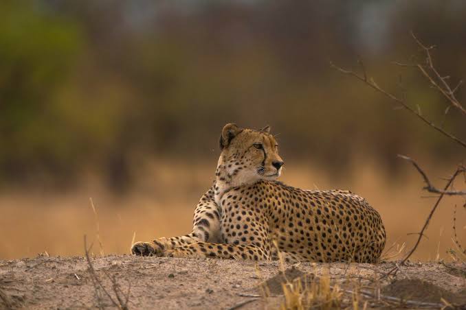 Hwange National Park