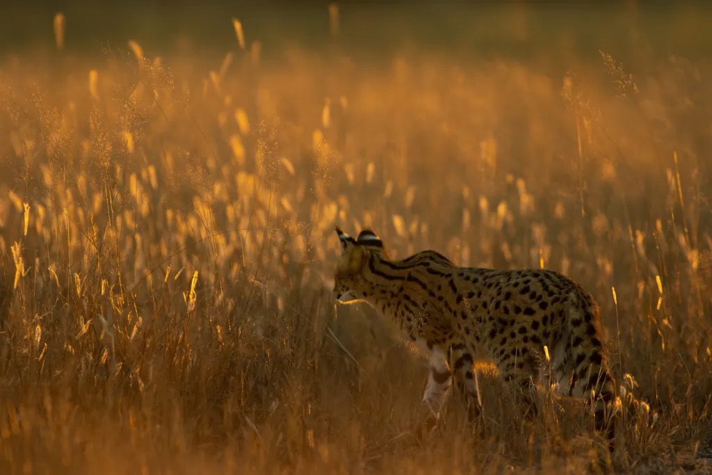 Hwange National Park