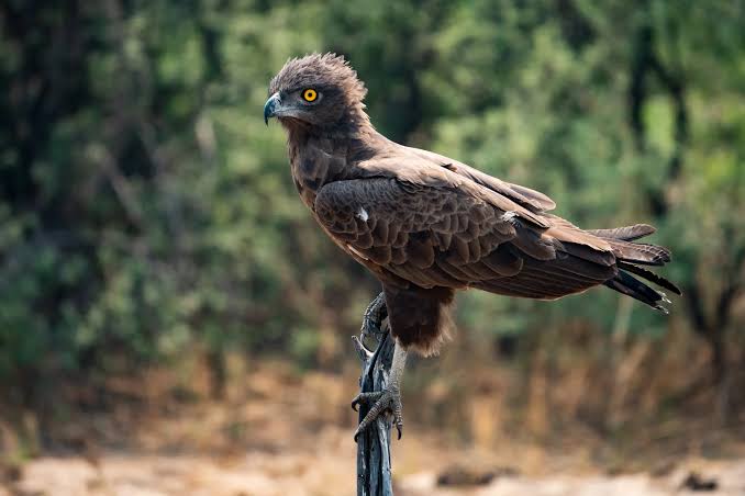 Hwange National Park
