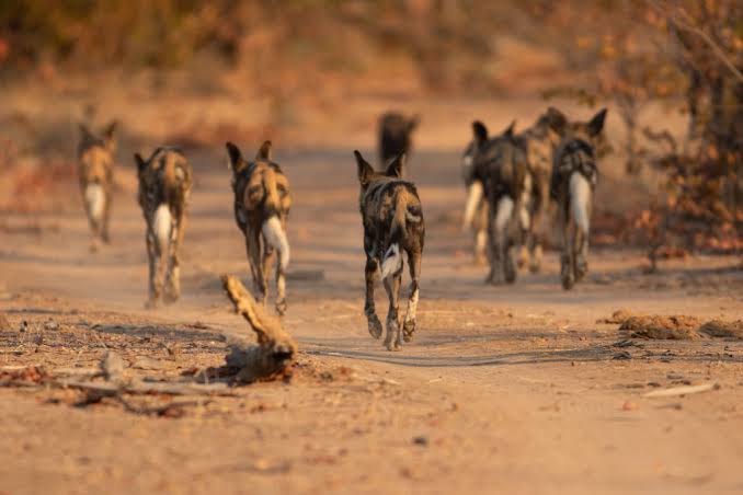 Hwange National Park