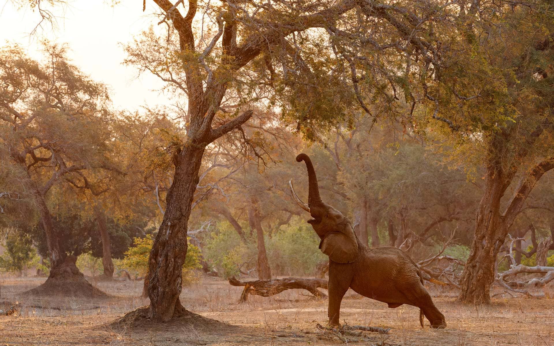Mana Pools National Park