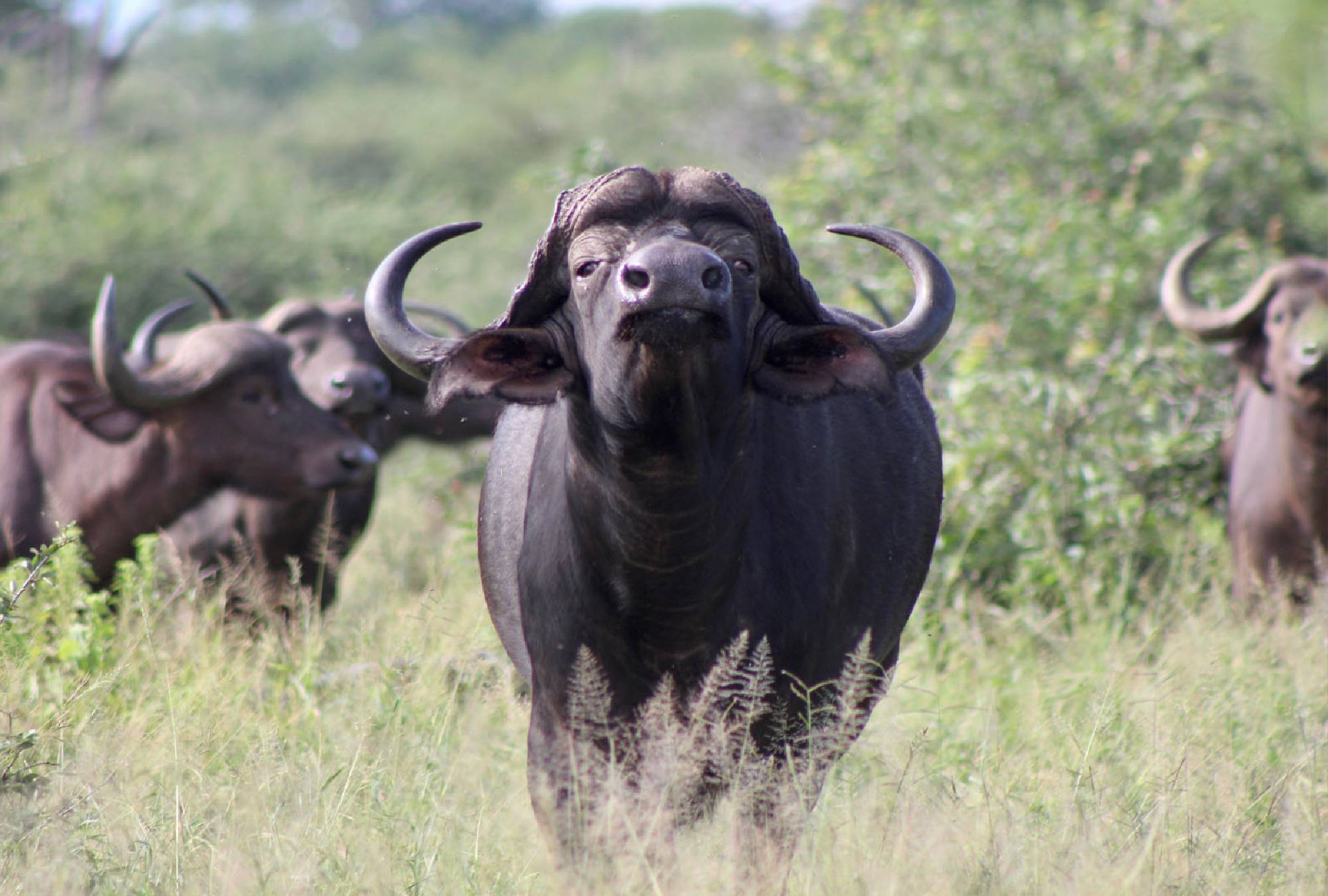 Save Valley Conservancy