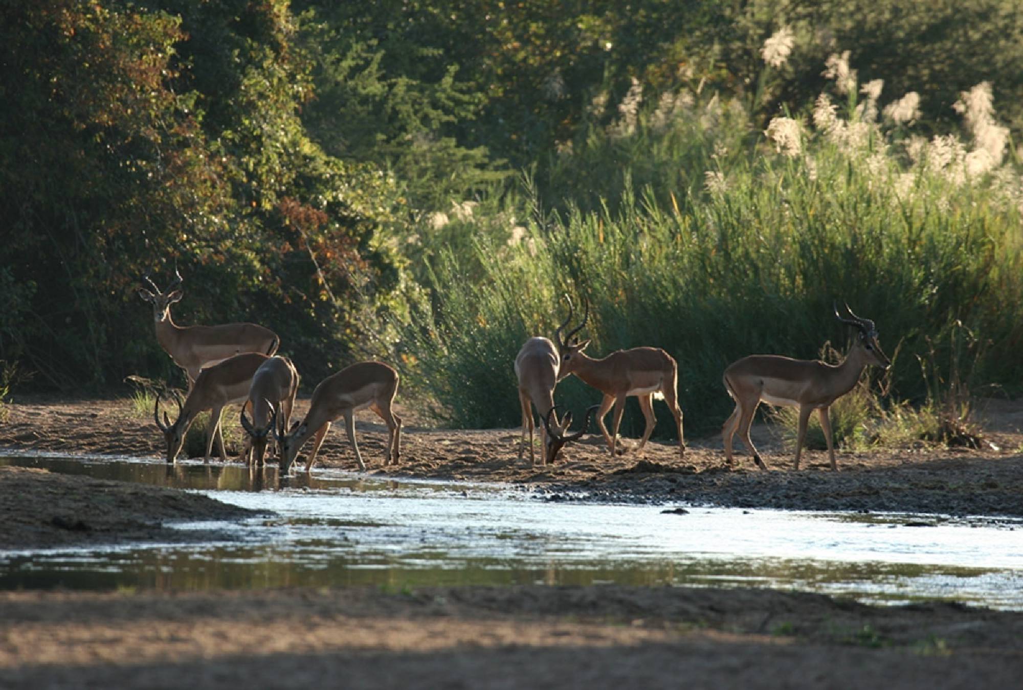 Save Valley Conservancy