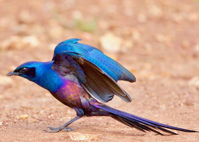 Save Valley Conservancy