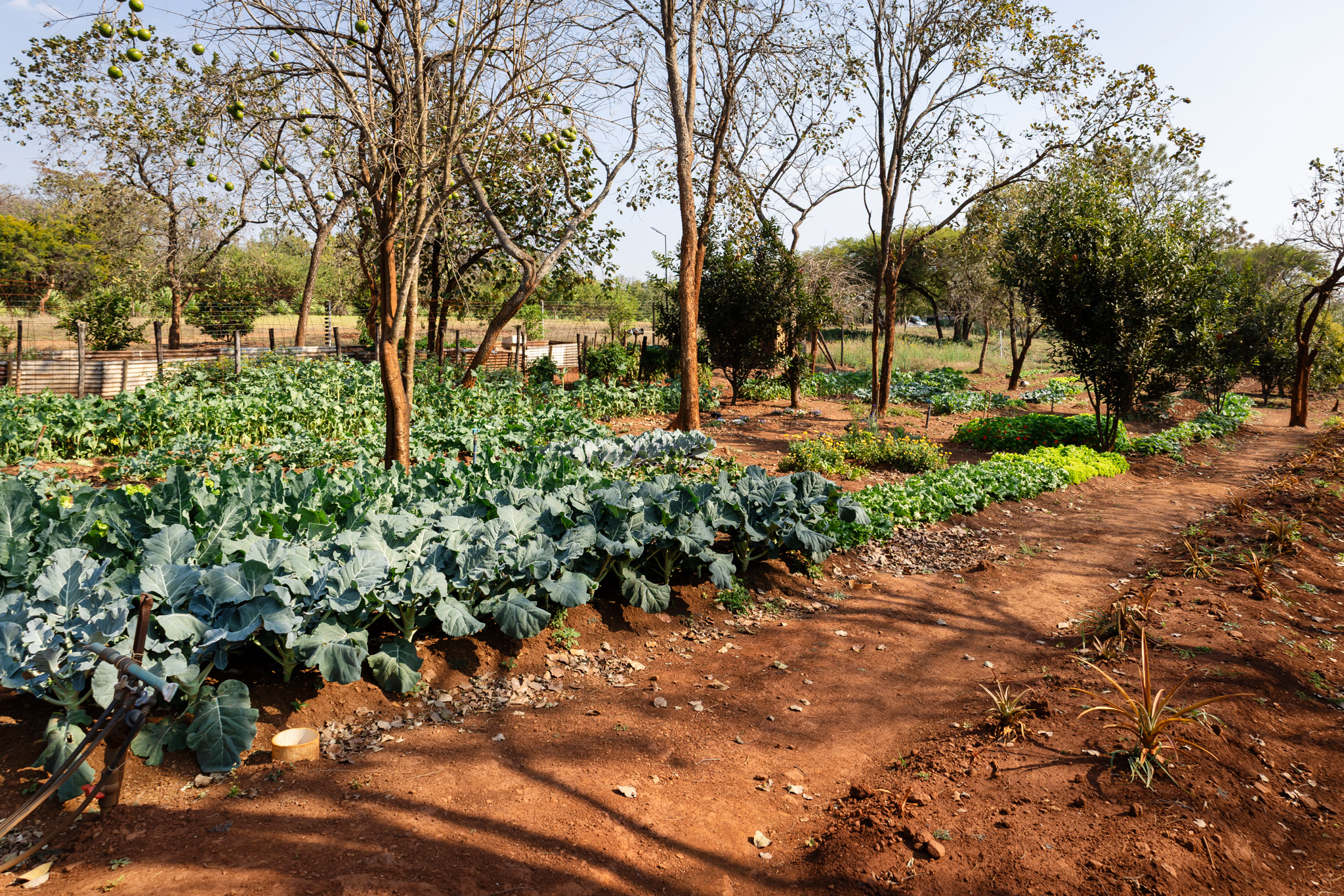 Vegetable garden at Woodlands Romelda